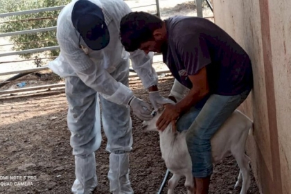 الزراعة بغزة تطلق حملة التحصين ضد مرض الحمى المالطية