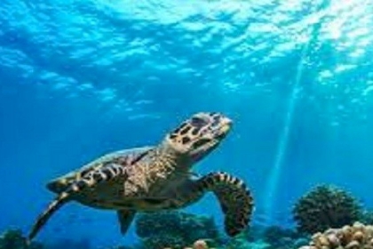 غزة: وزارة الزراعة تُحذر من صيد السلاحف البحرية