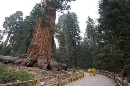 حرائق ضخمة تهدد مساحات واسعة من الأشجار التاريخية في كاليفورنيا