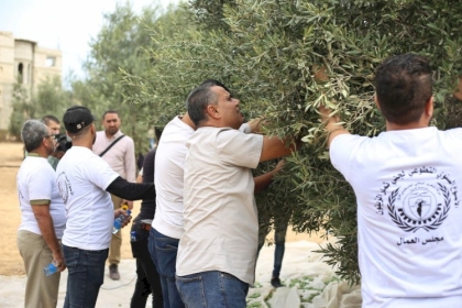 بالصور: مجلس العمال يفتتح موسم جني ثمار الزيتون بمبادرة تطوعية لمساندة المزارعين