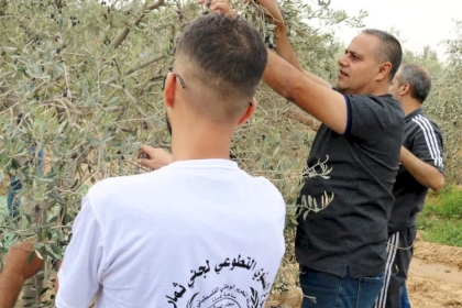 بالفيديو: مجلس العمال بحركة فتح في محافظة الشمال ينظم مبادرة لقطف ثمار الزيتون