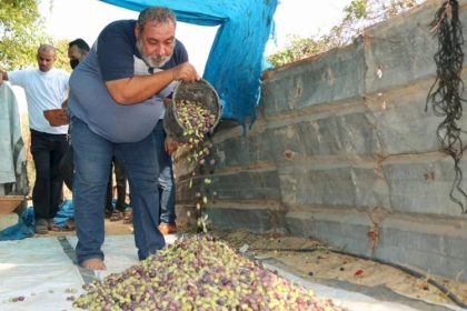 زراعة غزّة تُعلن موعد بدء قطف الزيتون وتشغيل المعاصر