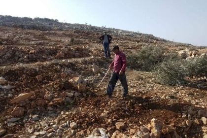 سلفيت: جرافات الاحتلال تقتلع 250 شجرة زيتون وتجرف أراضي زراعية