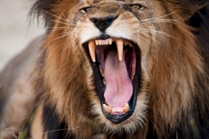 أسد في قلقيلية يتسبب ببتر أصبعين لمواطن