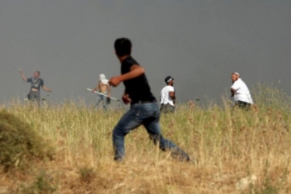 مستوطنون يُطلقون أبقارهم صوب أراضي المزارعين بالأغوار الشمالية