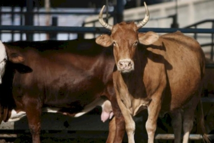 زراعة غزة تحذر من نفوق أعداد من الأبقار والأغنام لهذا السبب..