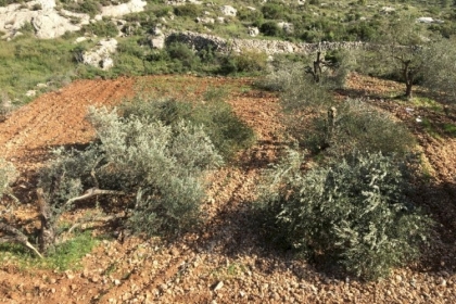 تجريف أراض واقتلاع 300 شجرة زيتون جنوب نابلس