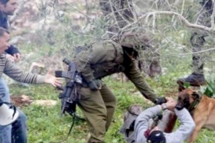 صورة-  كلبًا ينهش شابًا فلسطينيًا خلال اعتقاله من قبل جيش الاحتلال