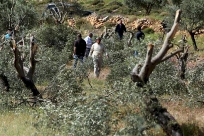 مستوطنون يقتلعون 25 غرسة زيتون في سلفيت