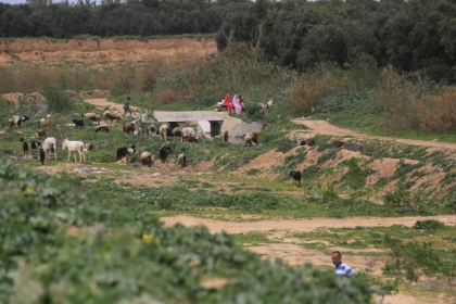 بالصور.. فلسطيني يرعي الأغنام في وادي غزة