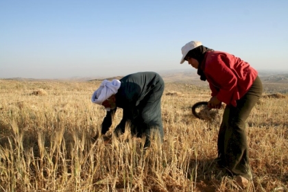 مزارعون يكشفون حجم الأضرار الزراعية نتيجة رشّ الاحتلال مبيدات كيماوية
