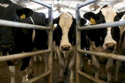 قرار بإغلاق أسواق المواشي في الضفة لمدة شهر