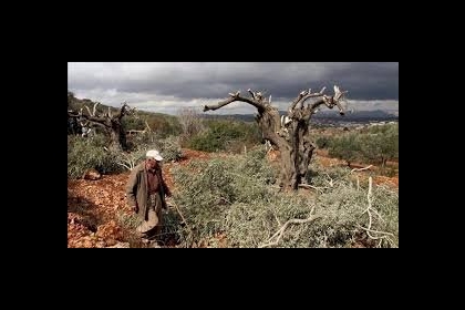 سلفيت: مستوطنون يقتلعون ويسرقون أكثر من 200 غرسة زيتون