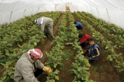 "الزراعة" تعلن بدء استقبال طلبات الاستفادة من مشروع تمكين الشباب