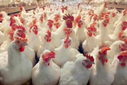 سعر كيلو الدجاج والخضروات اليوم الأربعاء 13 أبريل في غزة