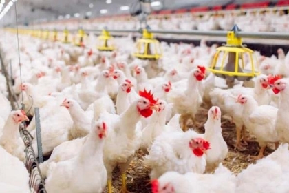 الإقتصاد بغزة تحدد سعر كيلو الدجاج في المزرعة للمربين والموزعين