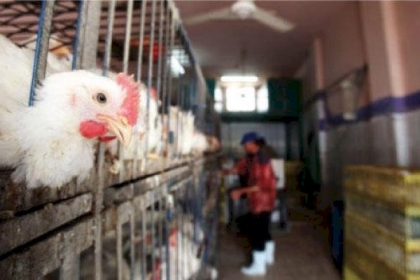 سعر كيلو الدجاج والخضار اليوم الأحد 24 إبريل في غزة