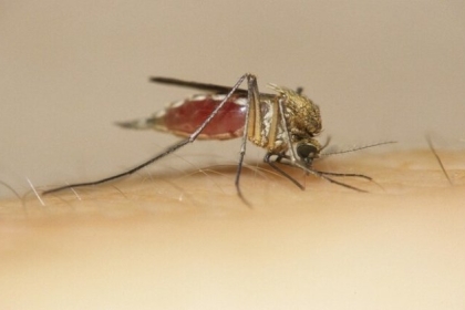 غزة- وعود بحل مشكلتي انتشار البعوض والروائح الكريهة من محطة المعالجة