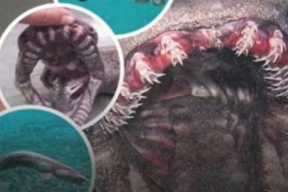 له 300 سن.. العثور على قرش نادر من "زمن الديناصورات"