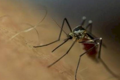 تنويه مهم من بلدية غزة للمواطنين بشأن مكافحة البعوض