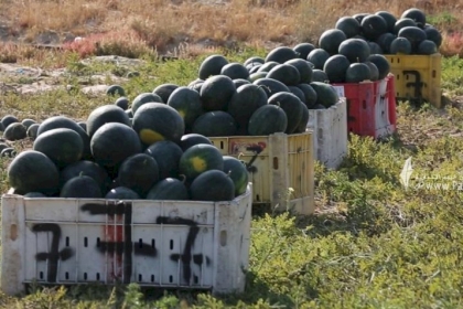 زراعة غزة: القطاع ينتج 50 ألف طن من ثمار البطيخ