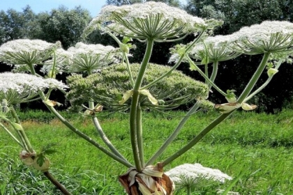 أعشاب سامة قد تغزو الجزء الأوروبي لروسيا بعد 30 عاما