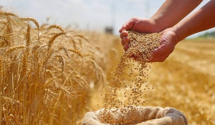 سوريا تحقق الاكتفاء الذاتي من القمح