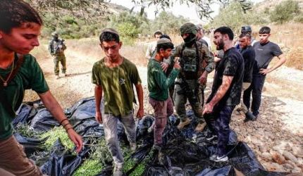 حاخام إسرائيلي يبيح سرقة زيتون الفلسطينيين بالضفة