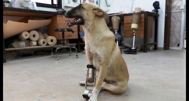 تركيب طرف صناعي لكلب في غزة