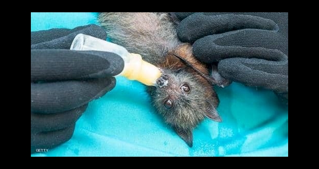 الخفافيش مصدر فايروس كورونا