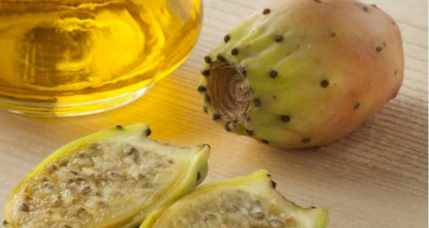 التين الشوكي