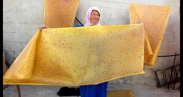 فلسطينية تصنع الملبن في حلحول بالقرب من مدينة الخليل 