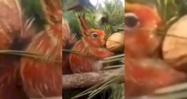 المدرس الصيني يويانغ