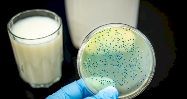 بكتيريا البروسيلات