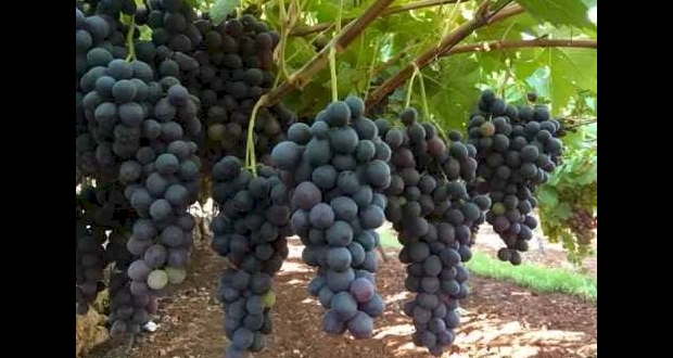 الشهد في عنب الخليل