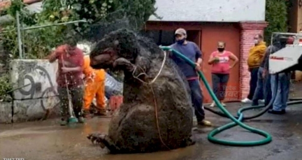 تنظيف الجرذ العملاق