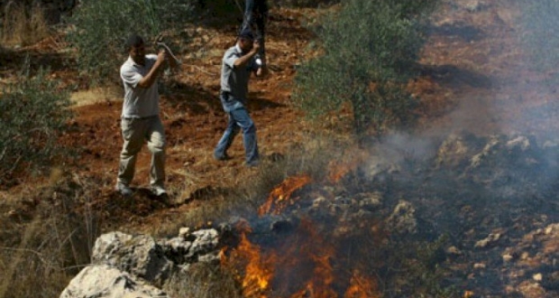 مستوطنون يحرقون عشرات أشجار الزيتون جنوب بيت لحم