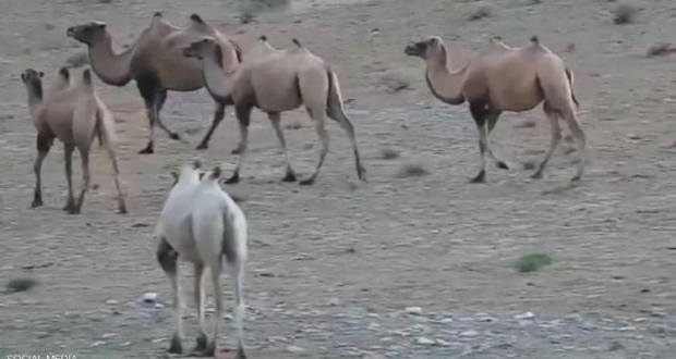رصد الجمل بمحمية أنانبا البرية الوطنية الطبيعية في الصين