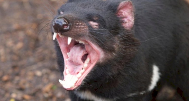 حيوان "شيطان تسمانيا"
