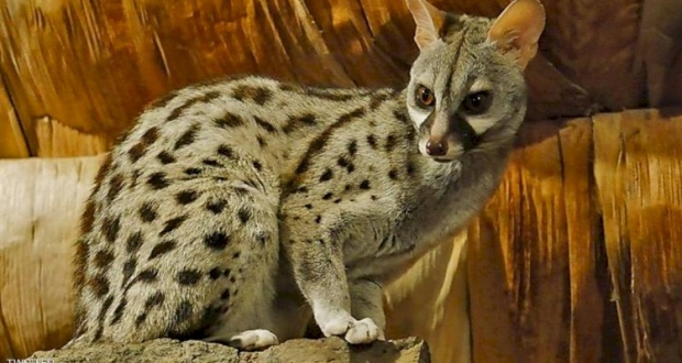 حيوان "الزردي" .