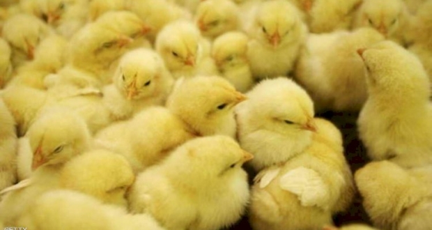 عثرت الشرطة على أكثر من 20 ألف كتكوت