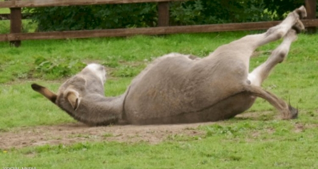 القضية أثارت سخرية واسعة