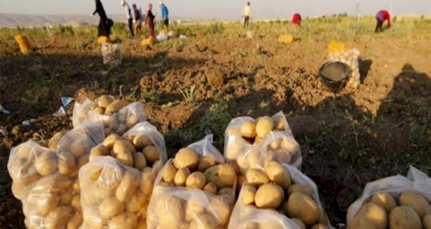 تقاوي البطاطس