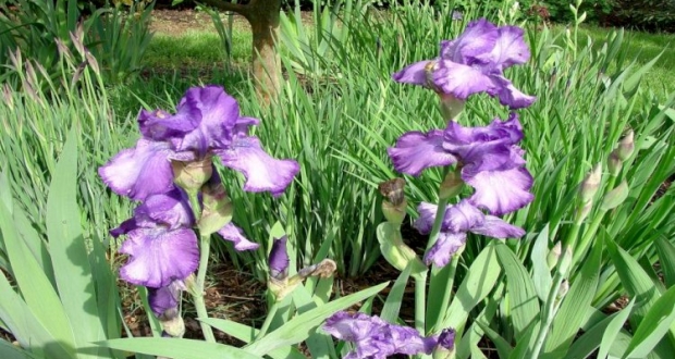 زهرة السوسنة البرية في طوباس