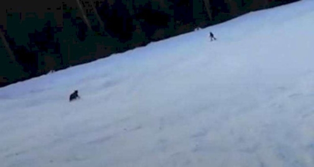 موقف مرعب.. دب يلاحق متزلجا