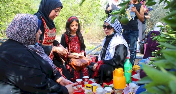 غزة:جانب من قطف الزيتون